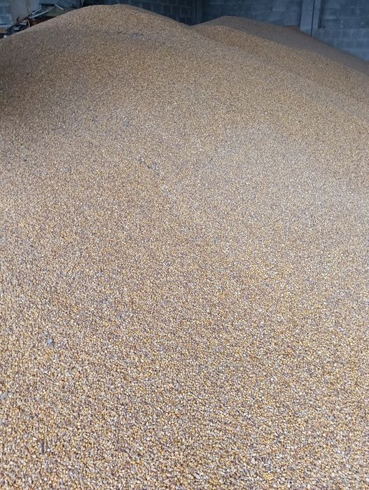 Кукурудза на корм