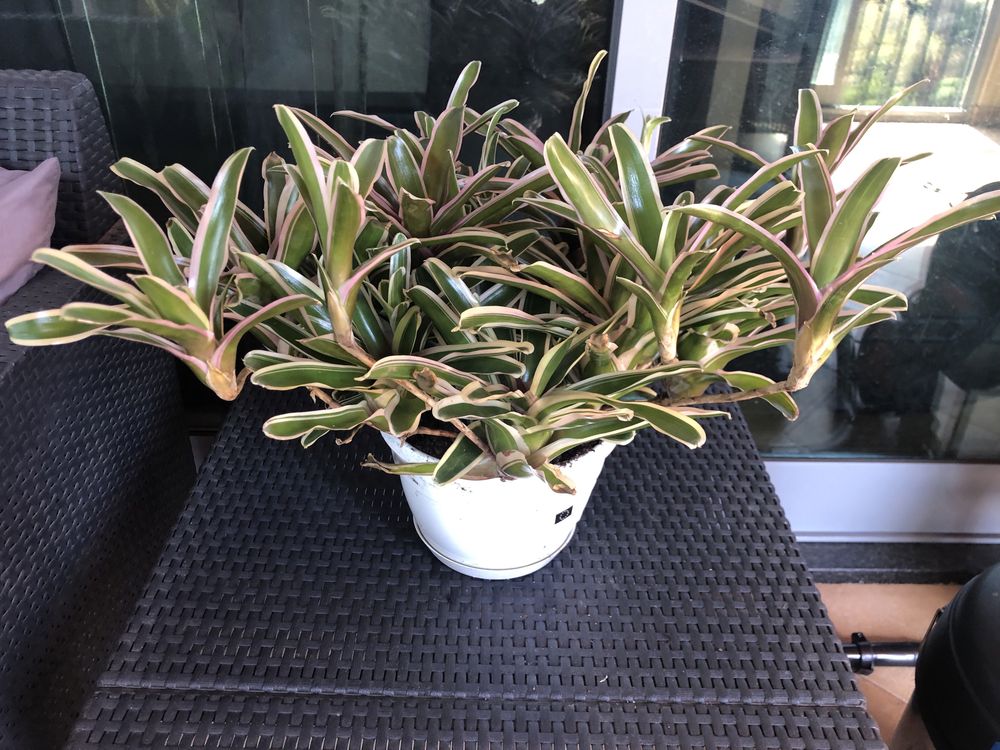 Bromelia planta com um rebento