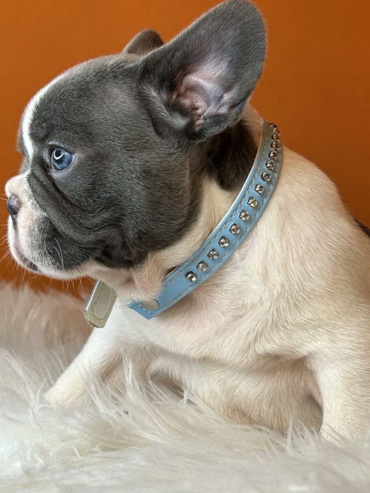 Buldog francuski piesek