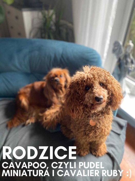OSTATNIA CZUŁA SUNIA CAVAPOO wychowana w miłości, od 12.09