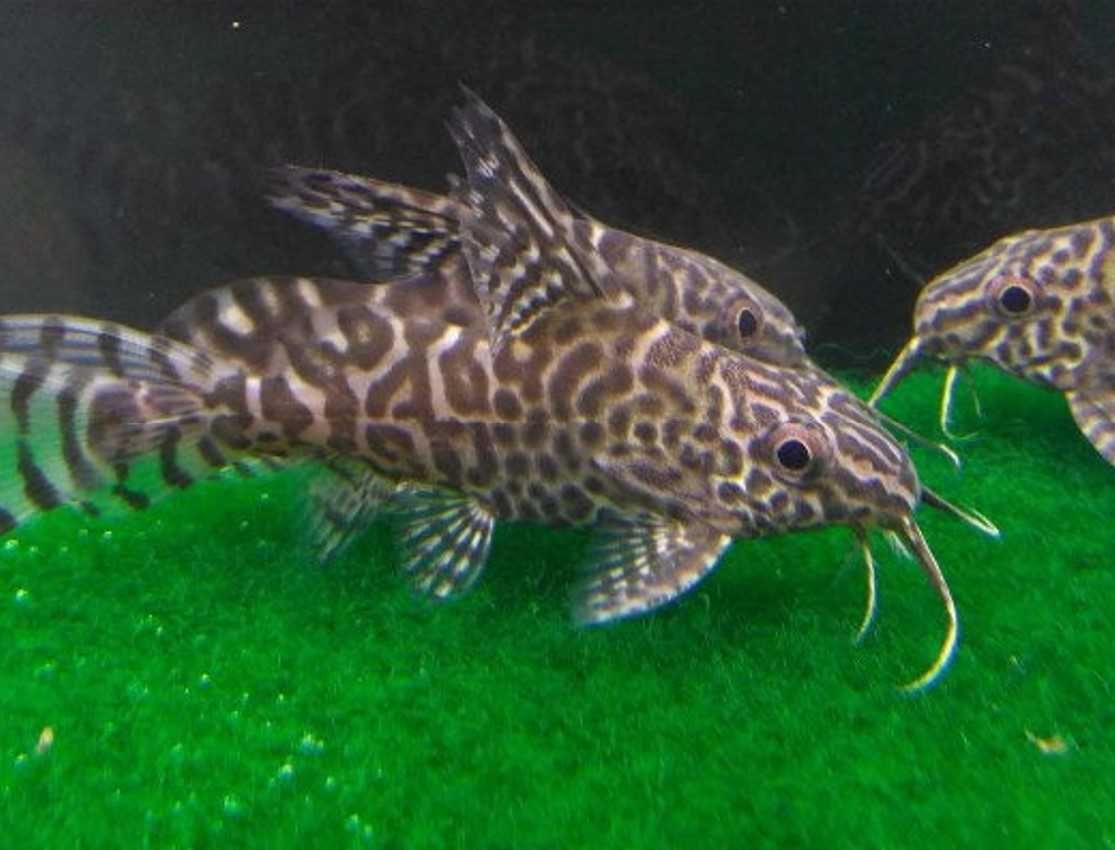 Giętkoząb wielkopłetwy - Synodontis euptera - Sumik - Sum - wysyłka