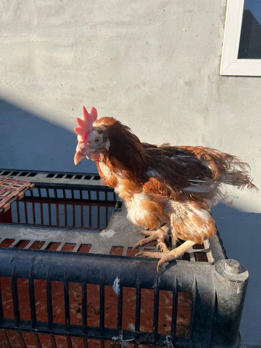 Курочка несушка ломан браун