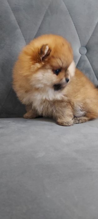 Piękna suczka Pomeranian