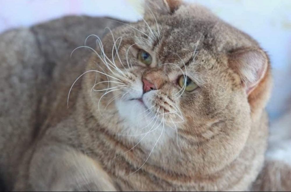 Британский котик