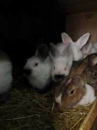 Młode króliki wiedeński biały i kalifornijskie