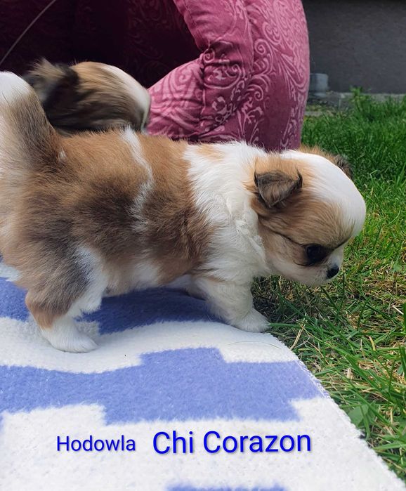 Chihuahua mini piesek z rodowodem