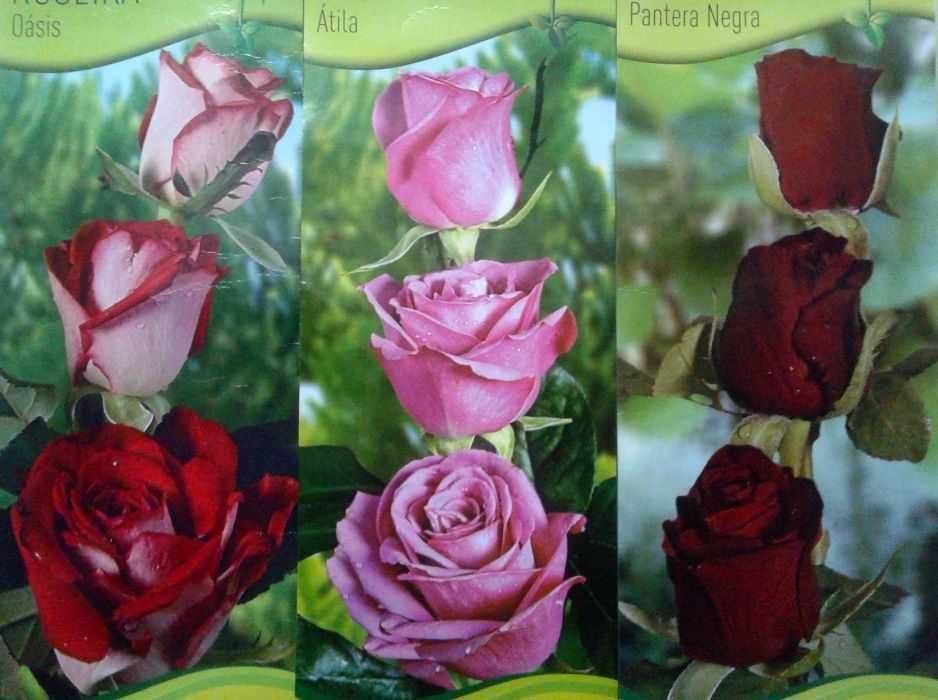 Roseiras raras . várias cores para plantar