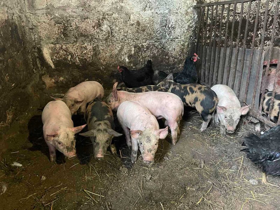 Продам поросят...