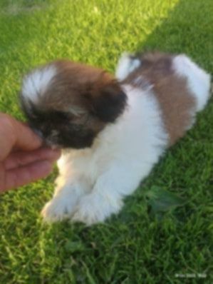 Piesek shih tzu GOTOWY DO ODBIORU