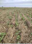 Siew pasowy   rzepaku Strip-till.Uprawa pasowa