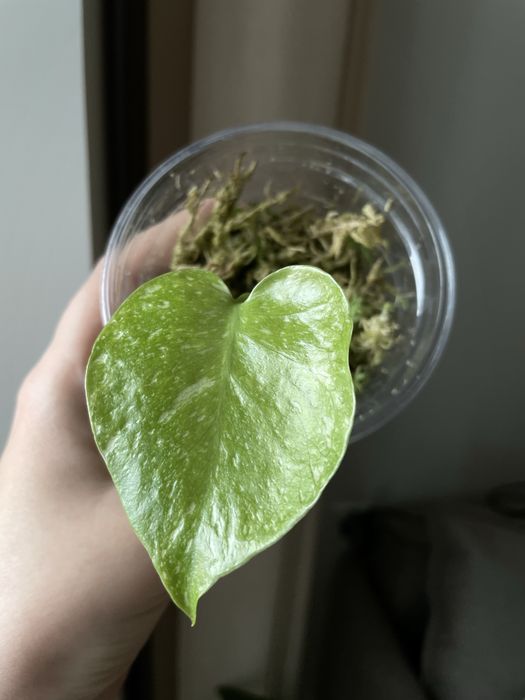 Монстера thai constellation