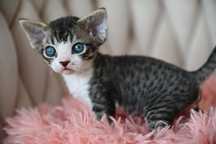 Kocurek Devon Rex