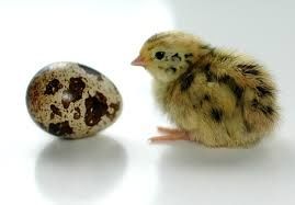 Інкубаційні яйця перепілок перепелів Фенікс Фараон Техас