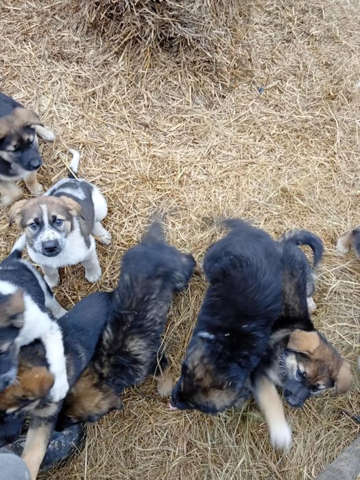 Oddam za darmo szczeniaki