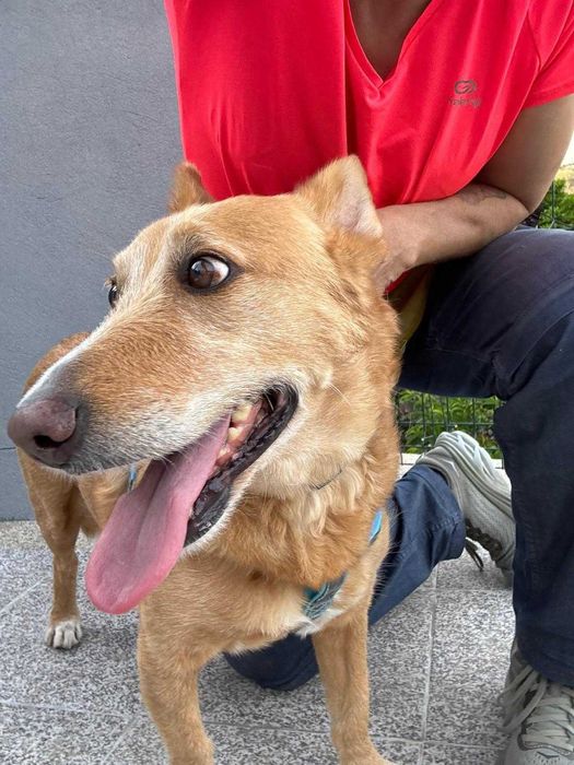 O melhor cão do mundo - porte pequeno