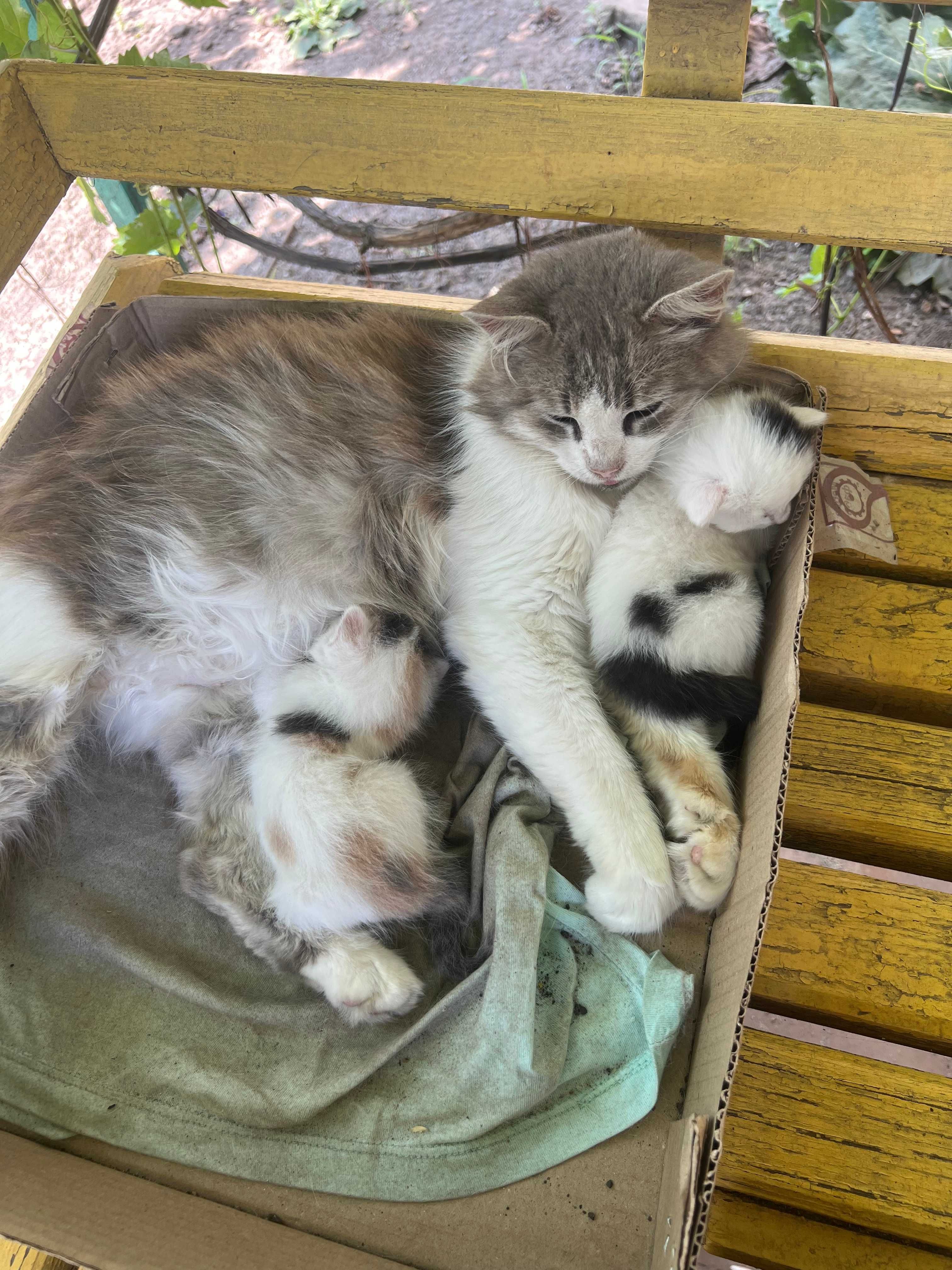 Отдам даром котят