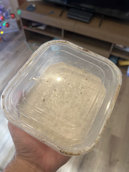 Alimento vivo para peixes - microvermes de aveia