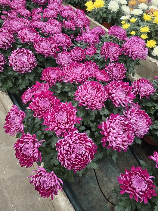 Sprzedam chryzantemy