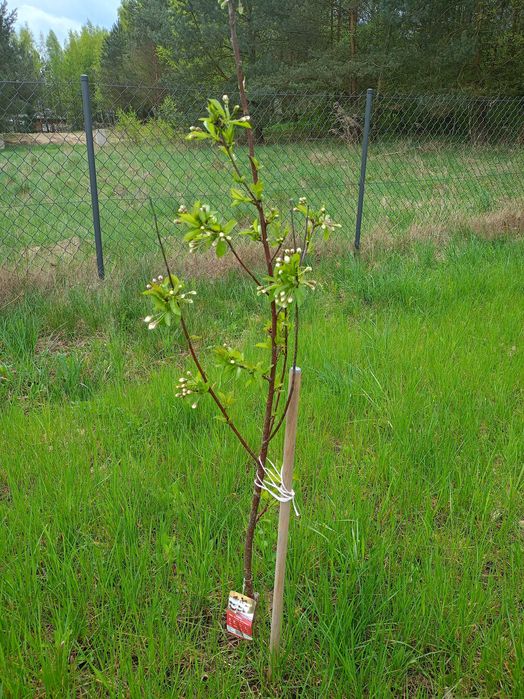 Działka rekreacyjna nad jeziorem z domkiem domek na Mazurach Mazury