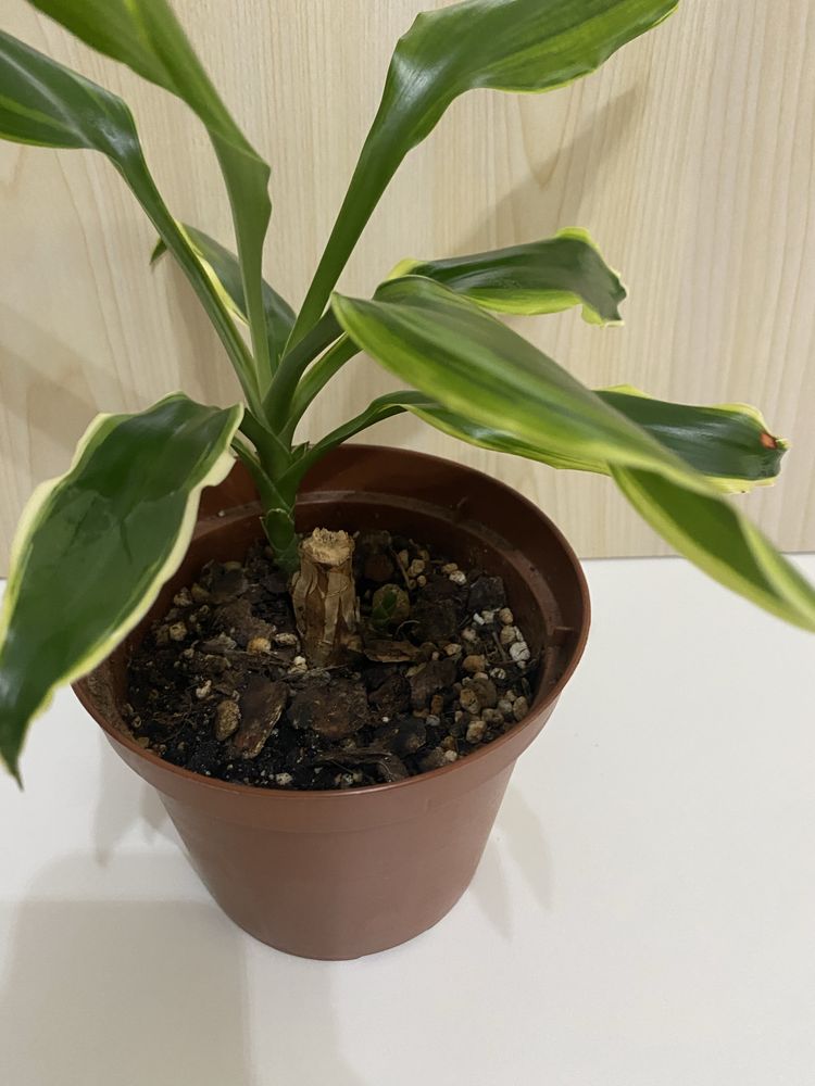 Planta Pau d’Água | Dracaena fragrans