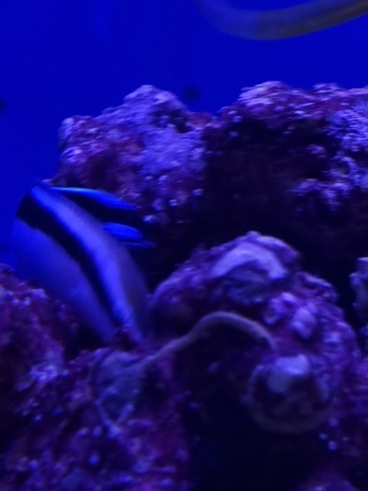 Labroides dimidiatus, akwarium morskie