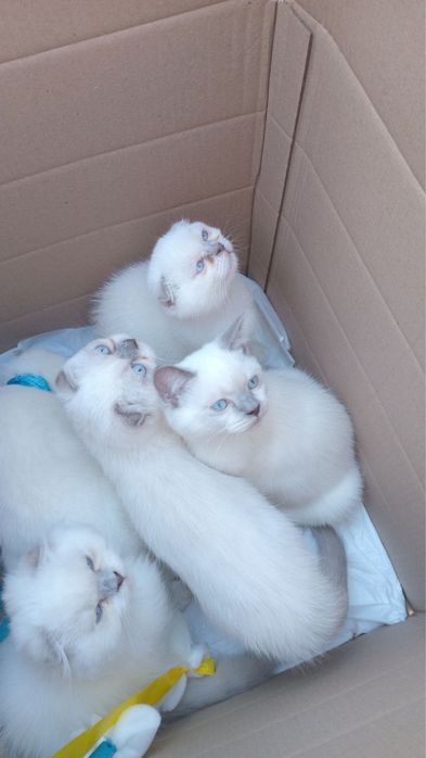 Продаються шотландські кошенята