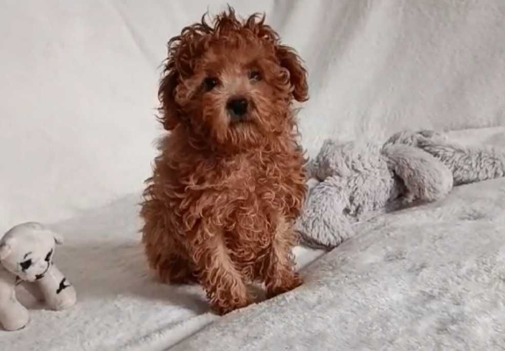 Мини девочка мальтипу.