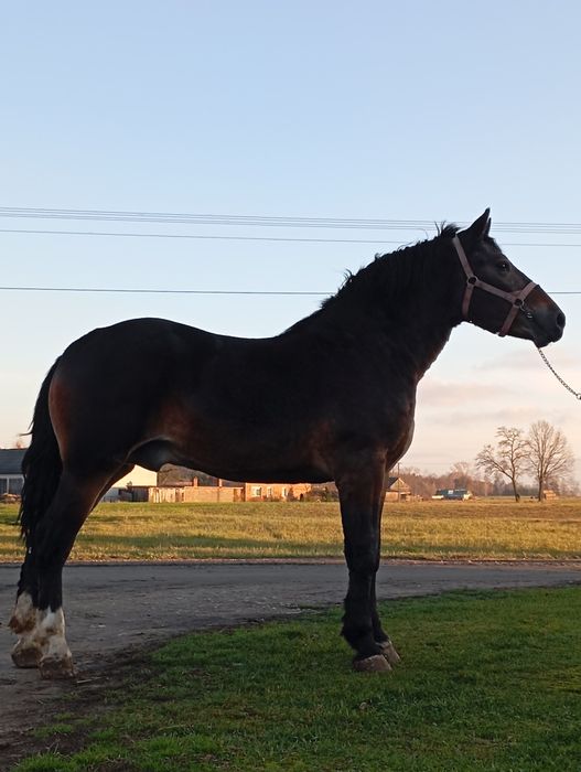 Sprzedam ogiera dwa lata