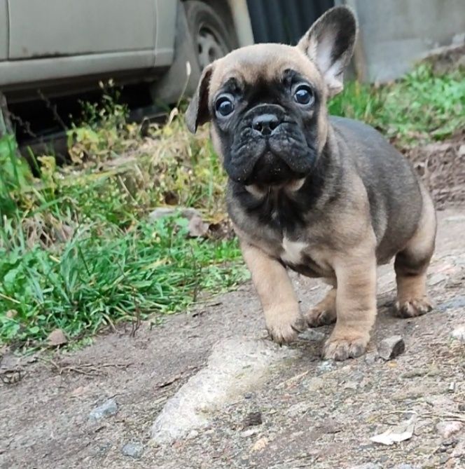 Девочки французского бульдога