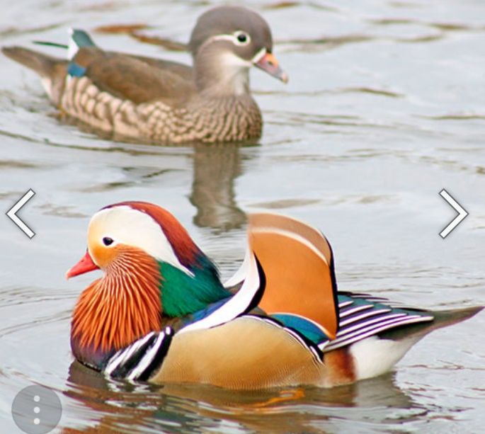 Patos carolinos cinzento canela e normal