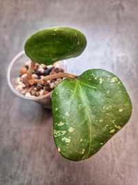 Hoya loyceandrewsiana, sadzonka ukorzeniona