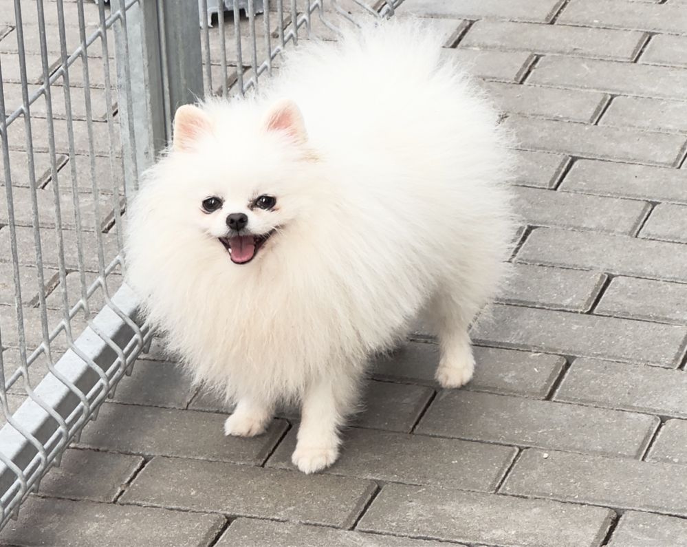 Pomeranian reproduktor