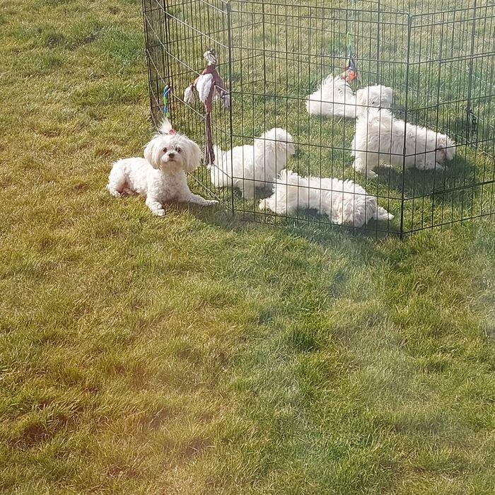 Maltańczyk szczeniak  Rodowód