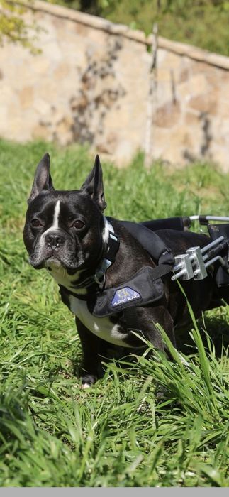 Niepełnosprawny buldog do adopcji