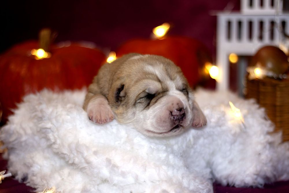 Крупные щенки среднеазиатской овчарки (алабай)