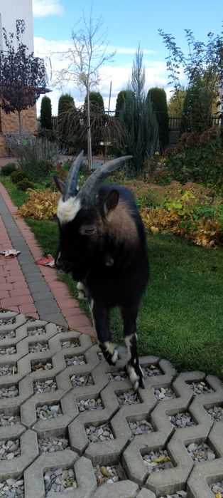 Młody koziołek, capek