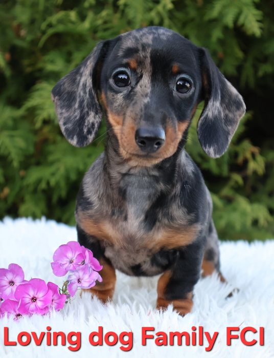 Jamnik króliczy krótkowłosy marmurkowy suczka  zkwp FCI