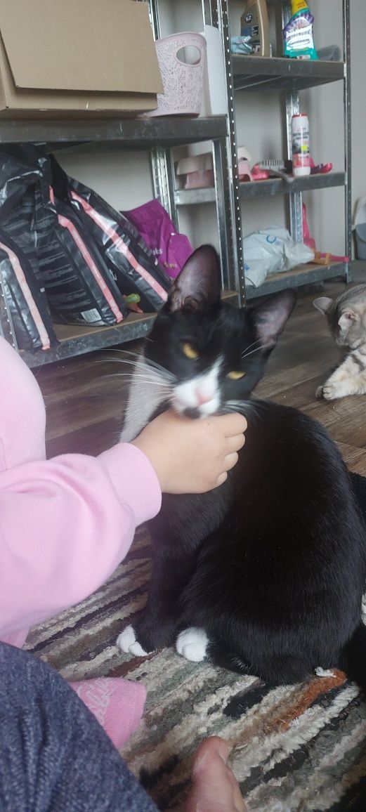 Kiwaczka kotka do adopcji