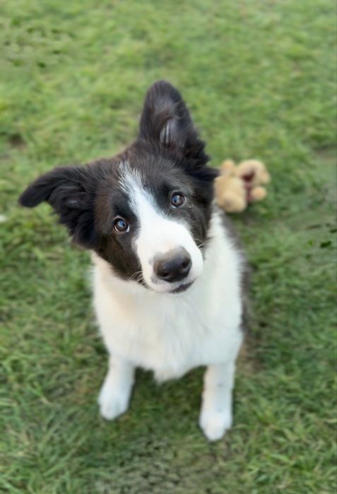 Szczeniak Border Collie