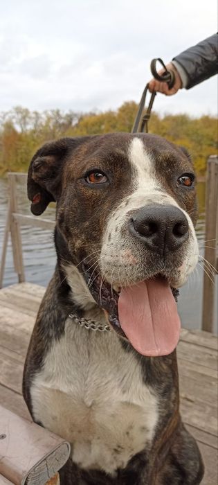 Зевс шукає родину , стаффорд /метис