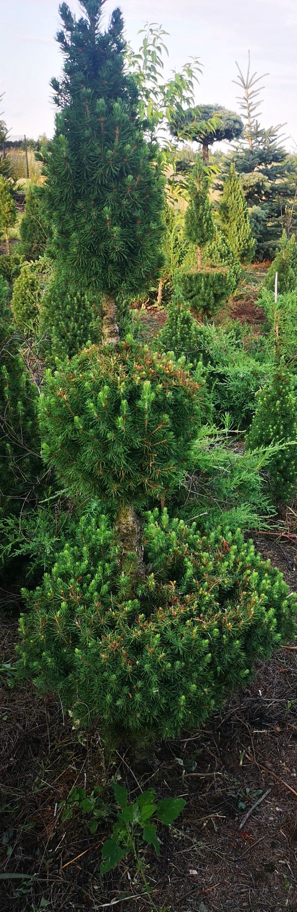 Bonsai różne wielkości, wysokości