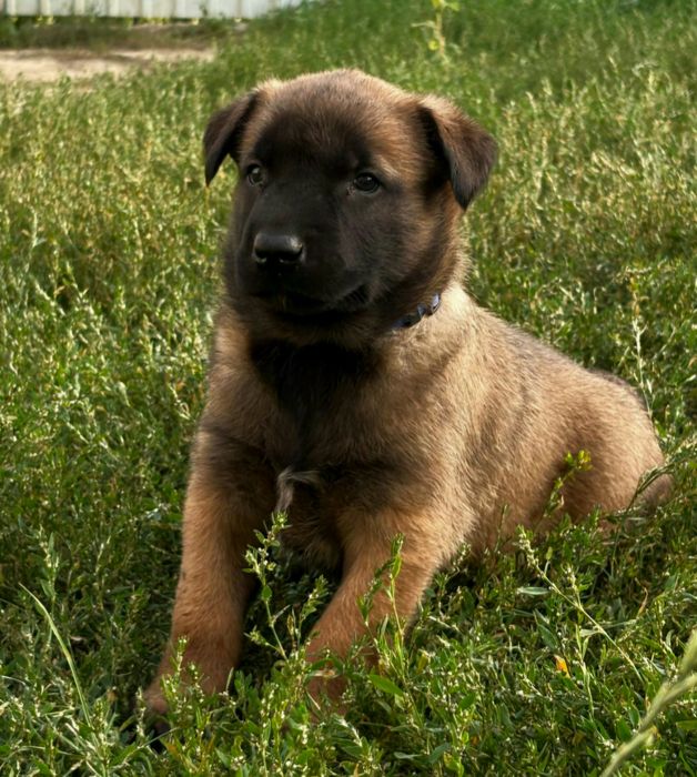 Бельгійська вівчарка малинуа