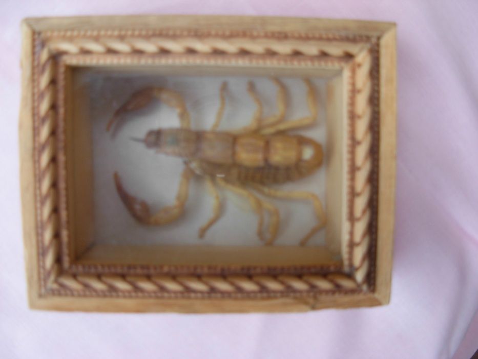 Zasuszony skorpion oryginalny w ramce za szkłem