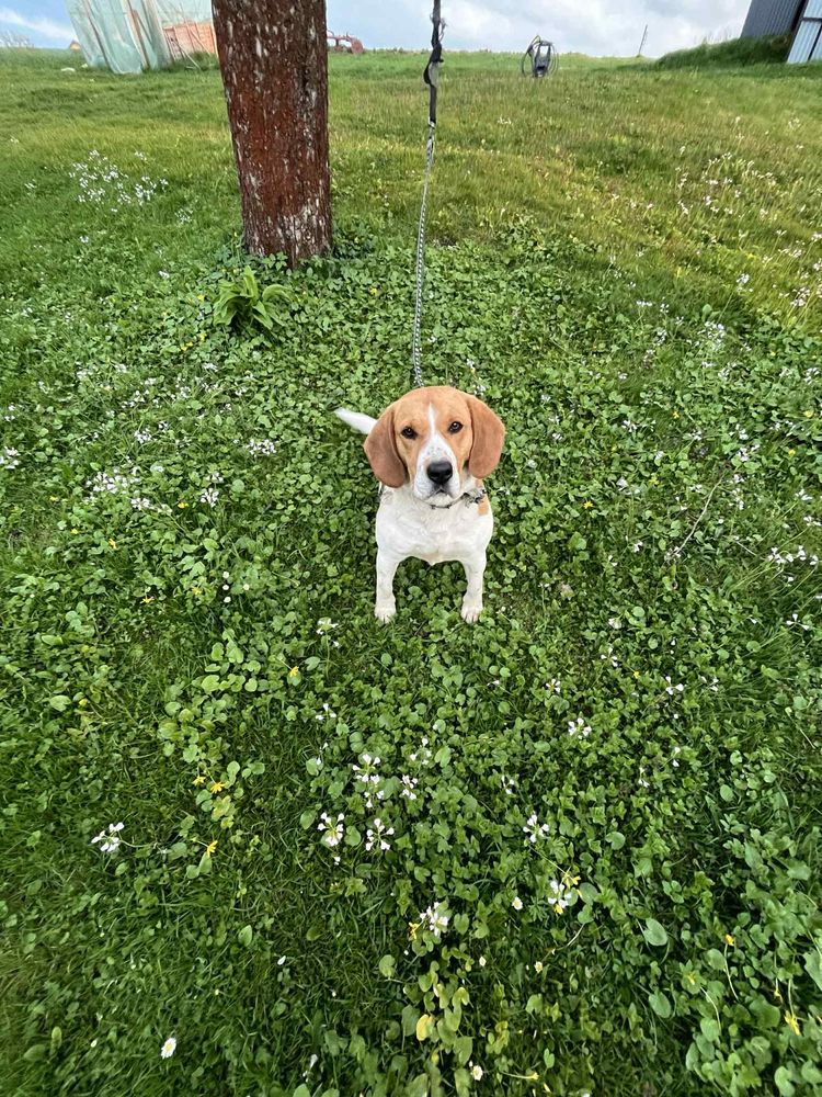 Szczeniaki Beagle