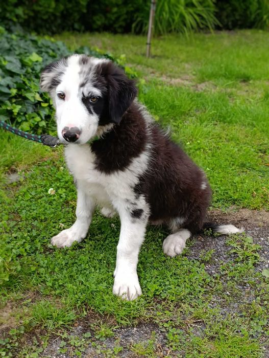 Sprzedam psa Border Collie