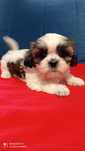 Śliczny Piesek Shih Tzu