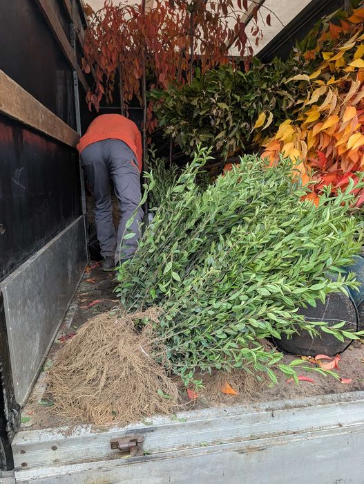 Ligustr 'Atrovirens' odmiana zimozielona.