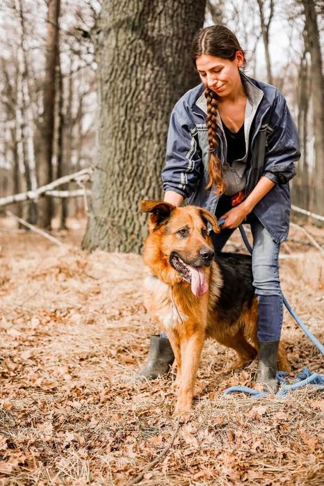 Zjawiskowy Remus w typie owczarka niemieckiego do adopcji!