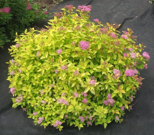 Спірея японська рожева