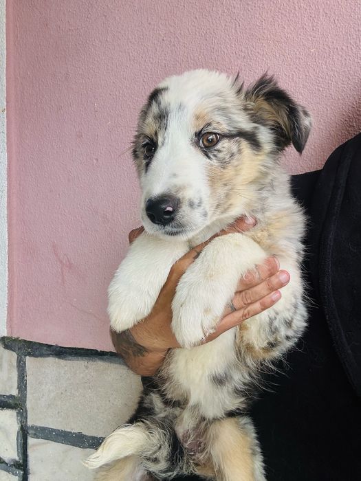 Excelente Menina border collie 3 meses merle